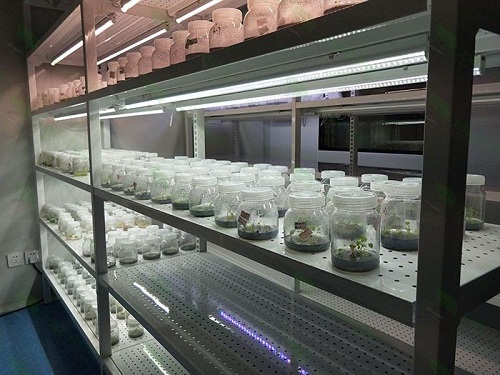 怒江植物组织培养实验室设计建设方案